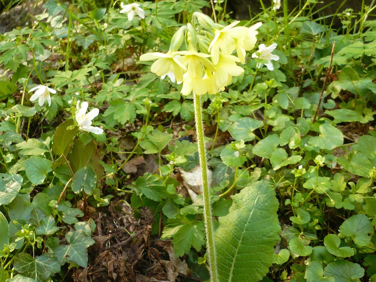 Primula elatior subsp. elatior (Primulaceae)